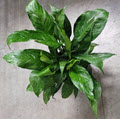 6" Spathiphyllum Domino Variegated Peace Lily